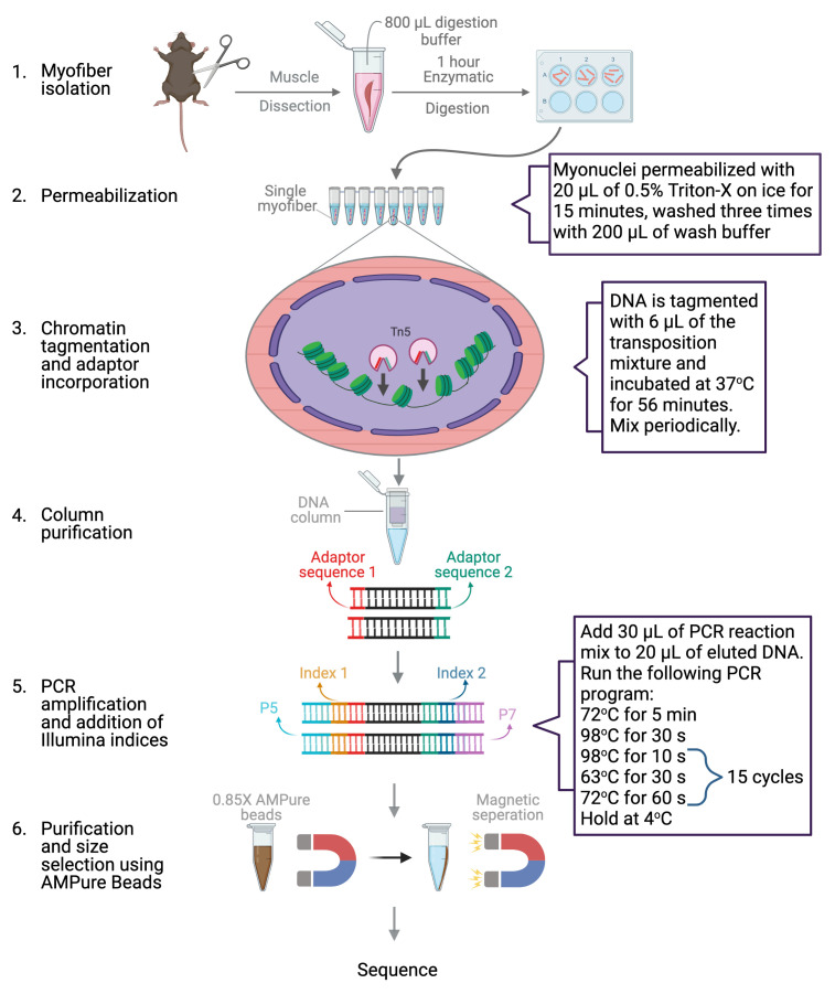 graphic file with name BioProtoc-12-12-4452-ga001.jpg