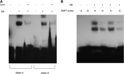 Figure 6.—