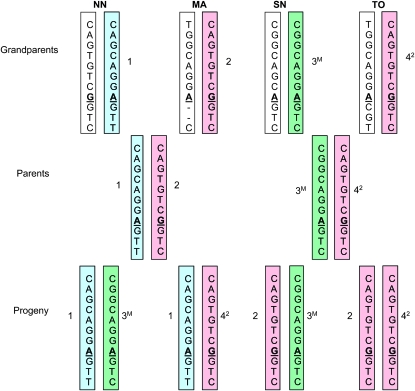 Figure 3.—