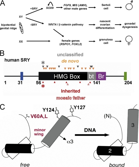 FIGURE 1.