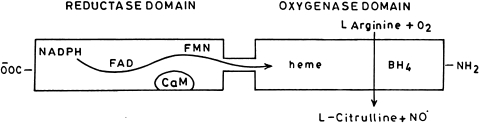 Fig. 6