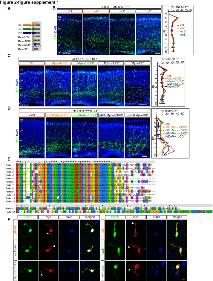 Figure 2—figure supplement 1.