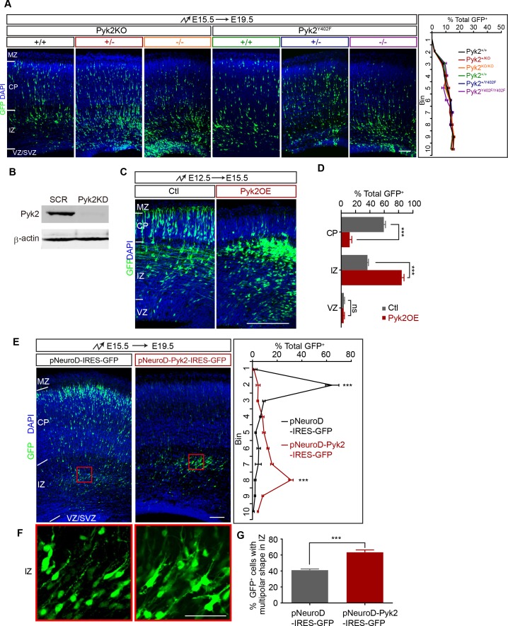 Figure 3—figure supplement 1.