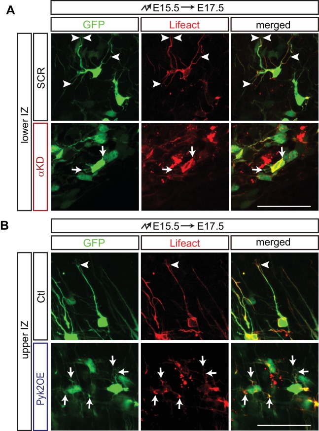 Figure 6—figure supplement 1.