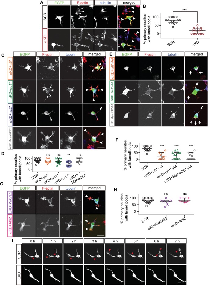 Figure 5—figure supplement 1.