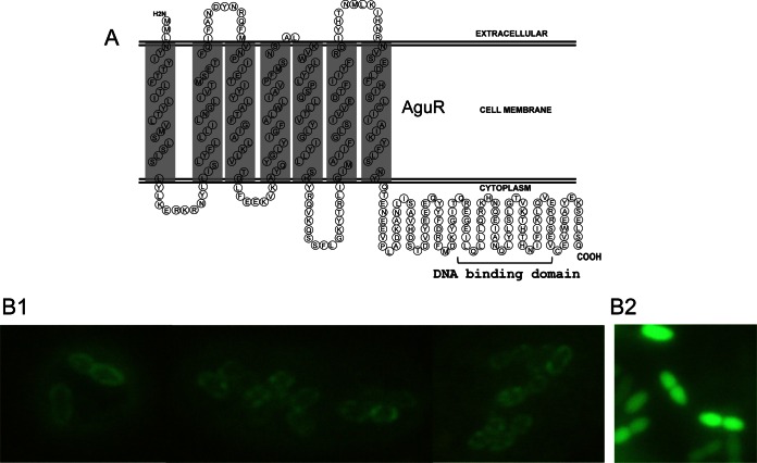 FIG 7