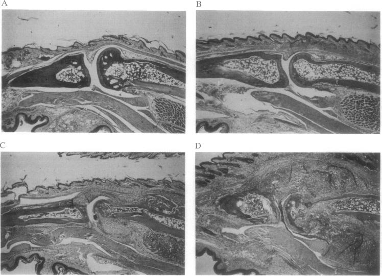 graphic file with name pnas01094-0430-a.jpg