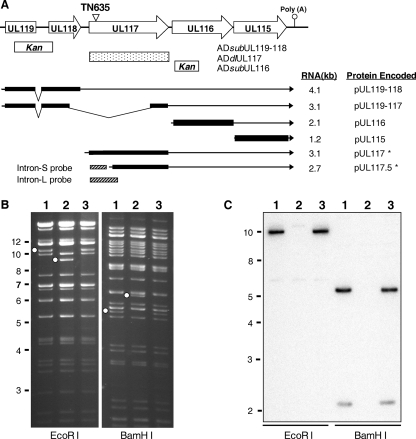 FIG. 1.