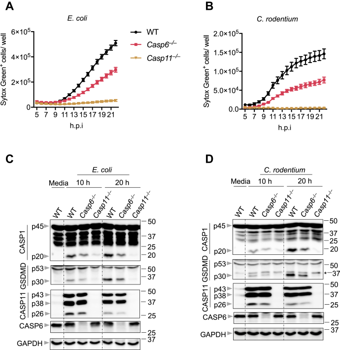 Figure 3