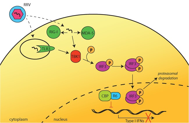 FIG 7