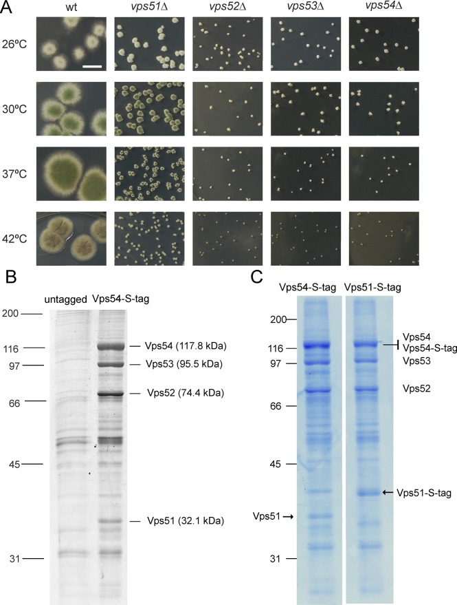 Fig 10