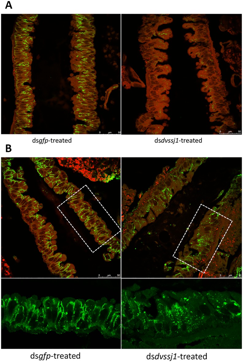 Fig 6