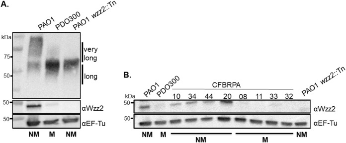 FIG 1