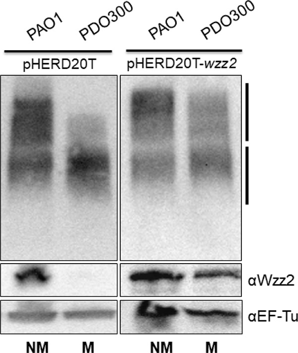 FIG 2