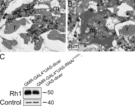 Figure 10.