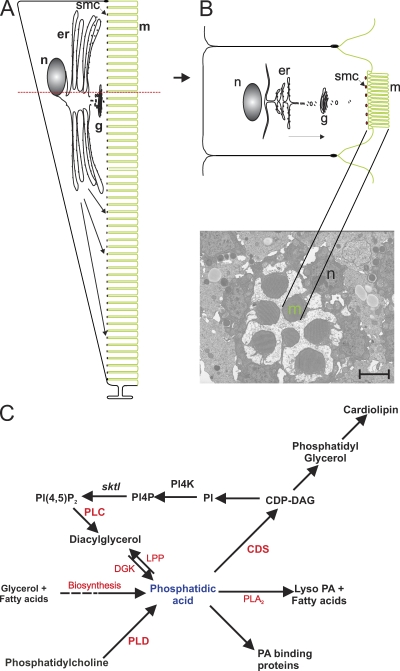 Figure 1.