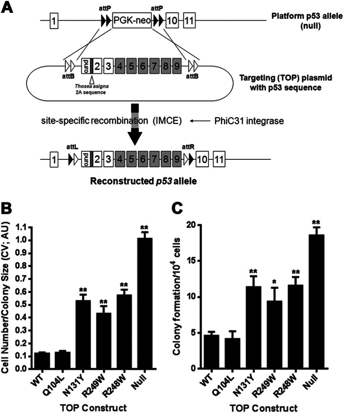 FIGURE 1.