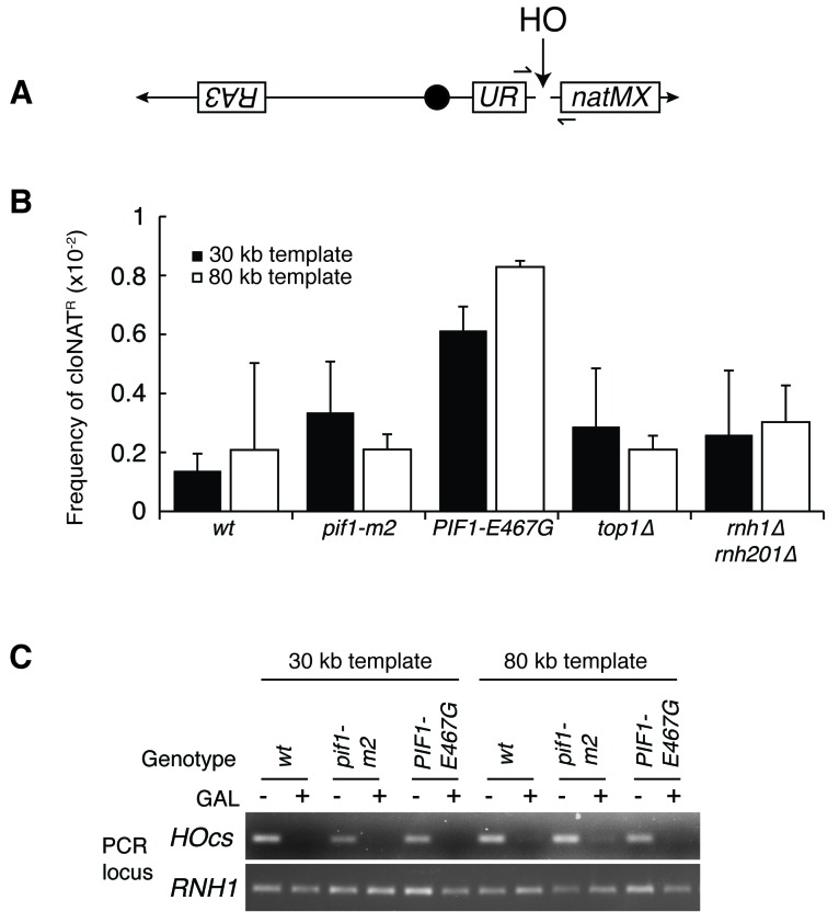 Figure 6—figure supplement 1.