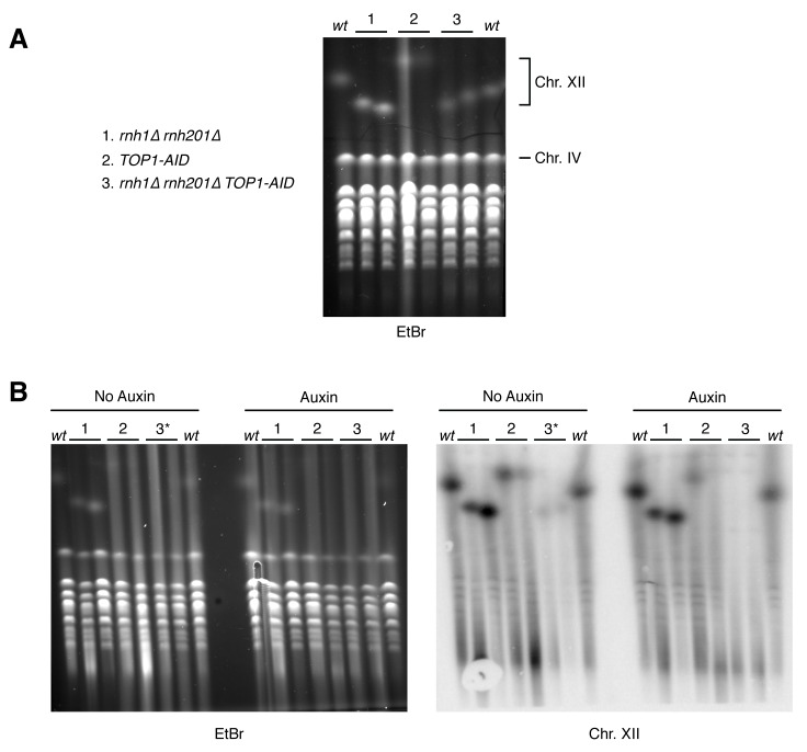 Figure 7—figure supplement 2.