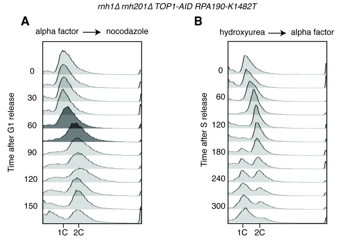 Figure 7—figure supplement 1.