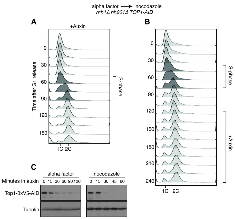 Figure 4—figure supplement 1.