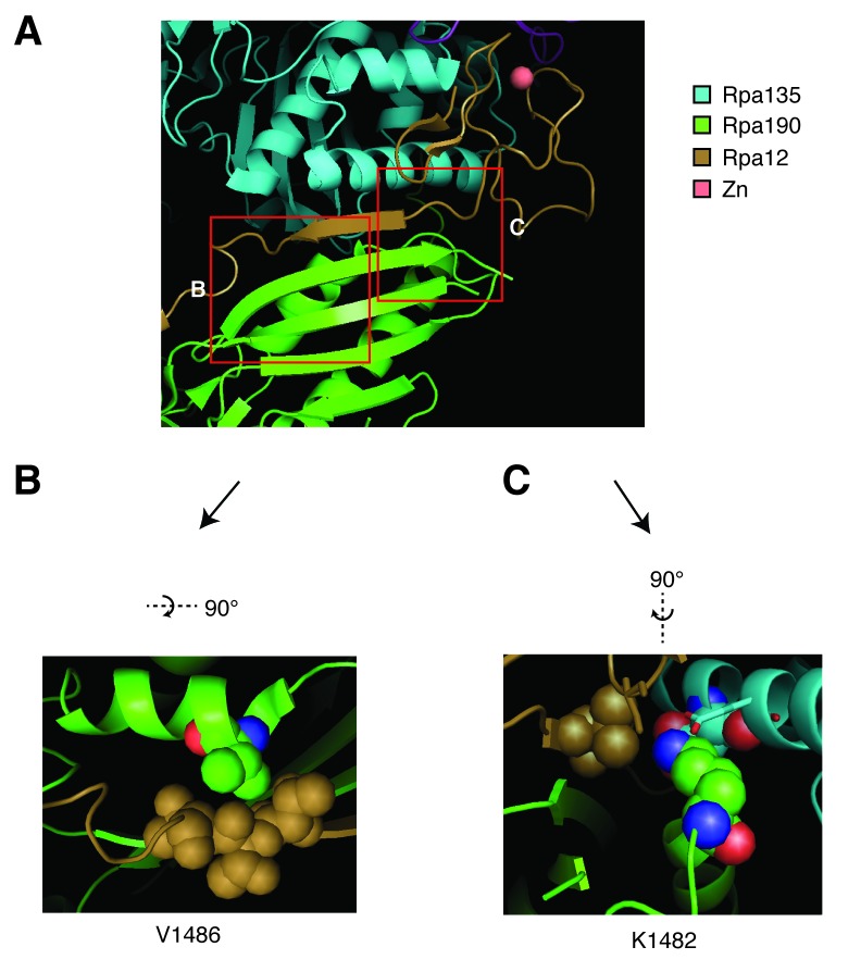 Figure 7—figure supplement 3.