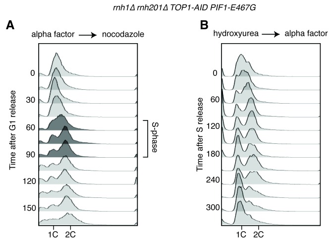 Figure 5—figure supplement 1.