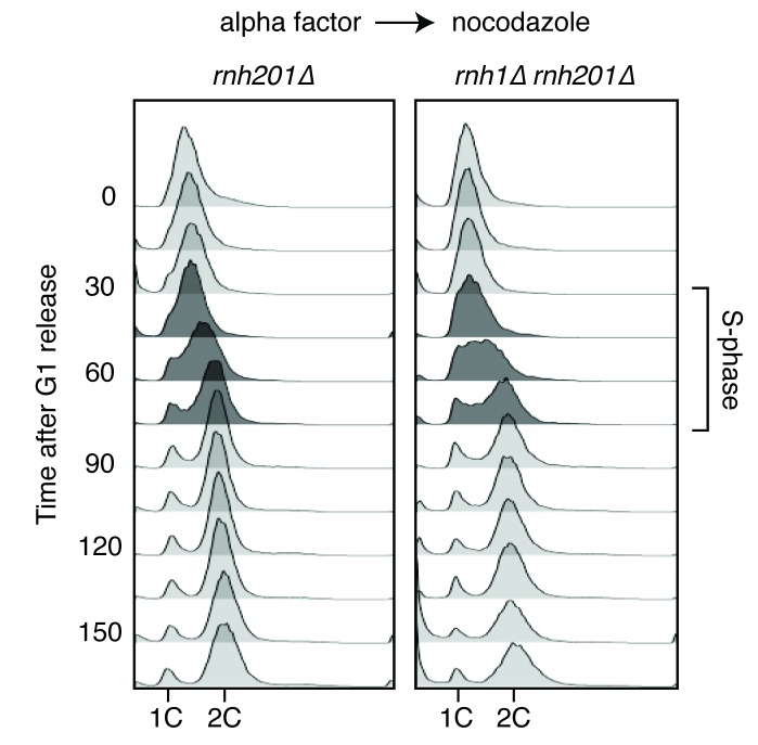 Figure 1—figure supplement 1.