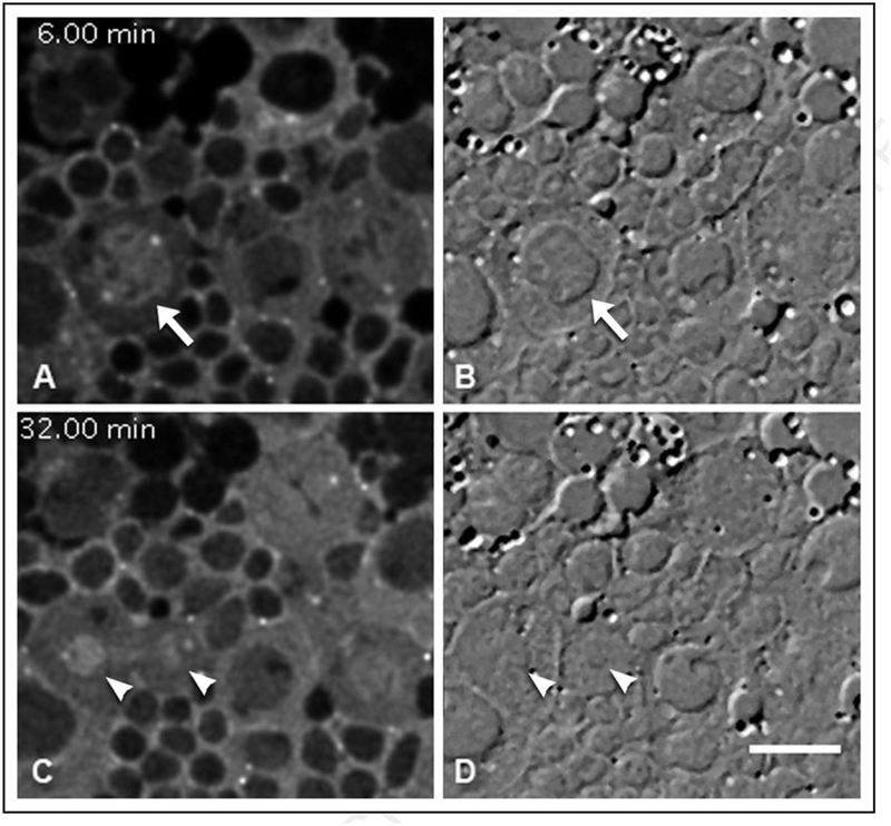 Figure 5.