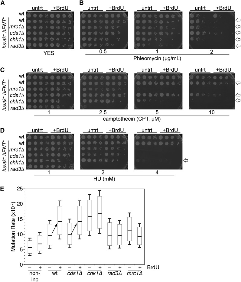 Figure 6 