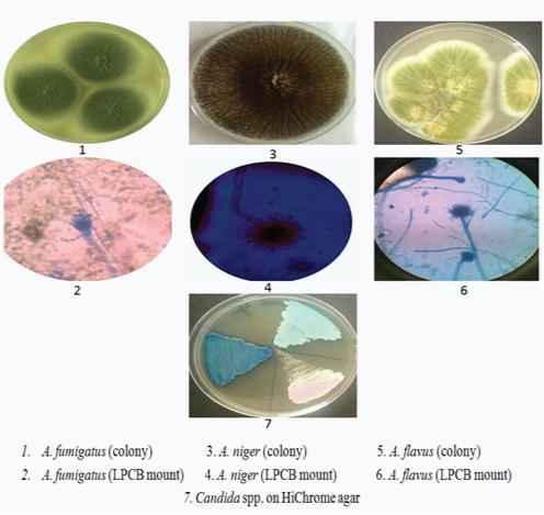 [Table/Fig-8]: