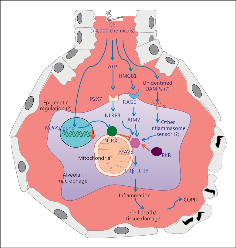 Fig. 1