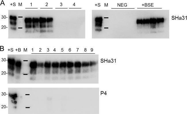 FIG 2