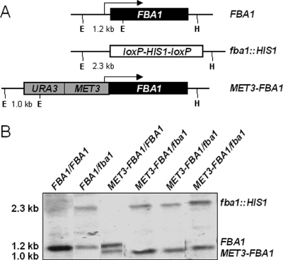 FIG. 1.