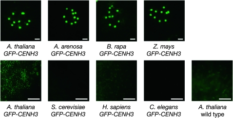 Figure 6.—