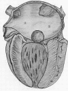 40