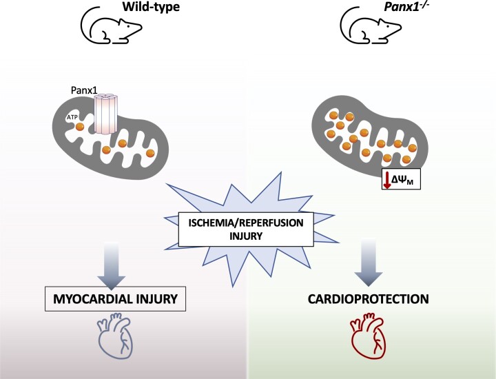 Graphical Abstract