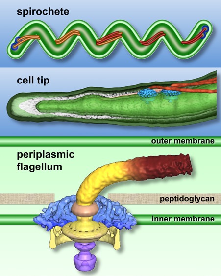 graphic file with name bi-2014-00059y_0006.jpg