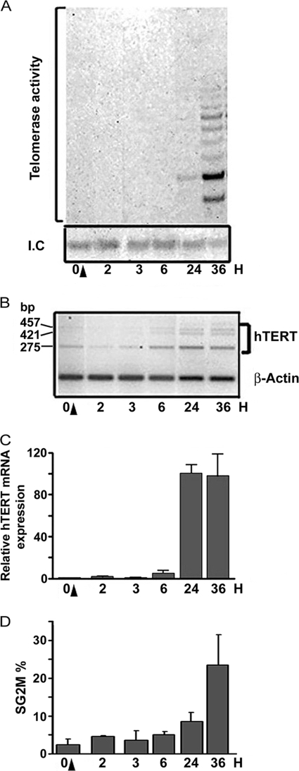 FIGURE 1.