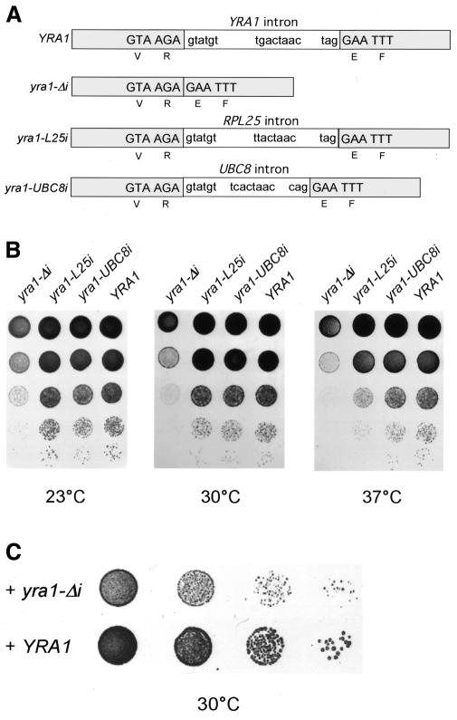 graphic file with name kvf09101.jpg