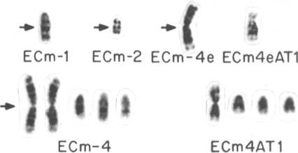 graphic file with name pnas00031-0324-a.jpg