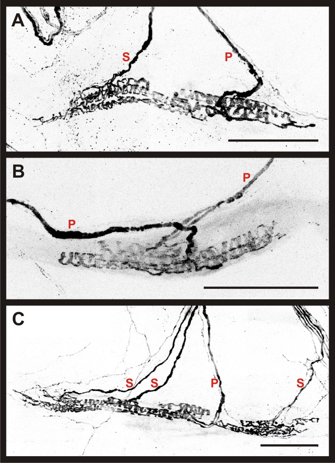 Fig 5