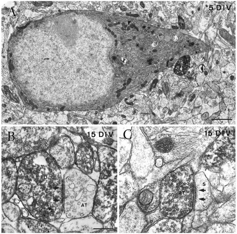 Fig. 6.