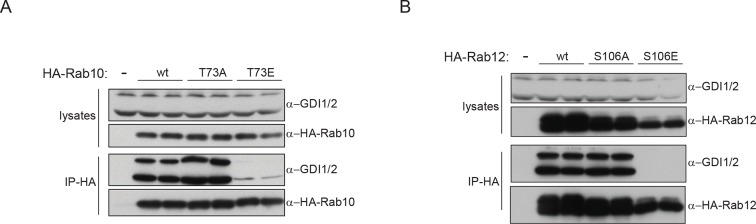 Figure 6—figure supplement 1.