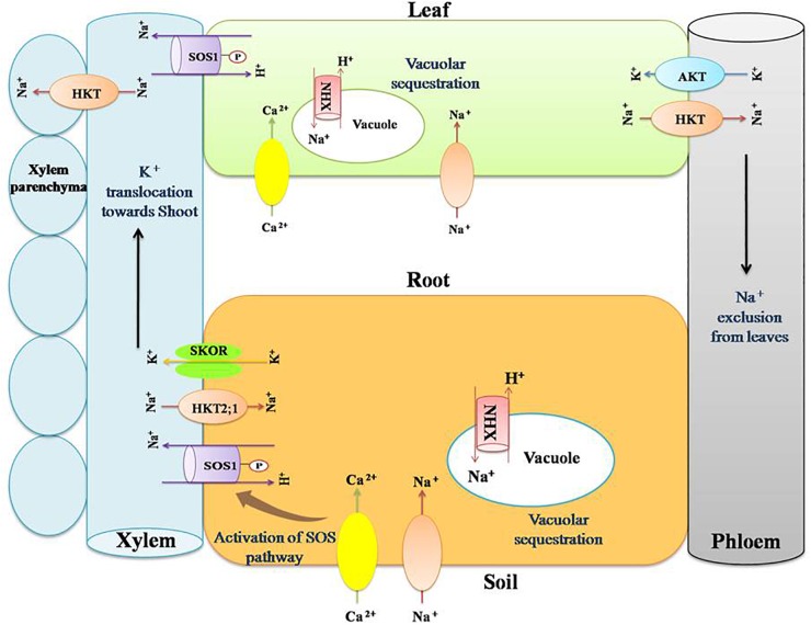 FIGURE 2