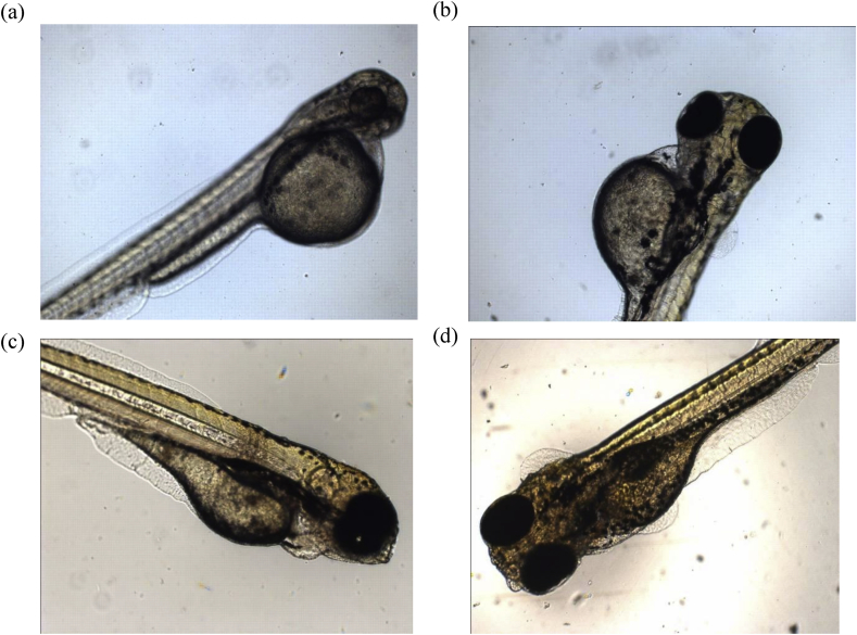 Fig. 10