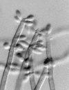 FIG. 6