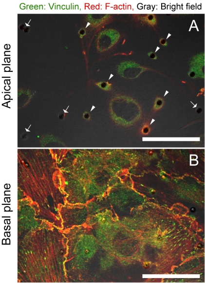 Fig. (3)