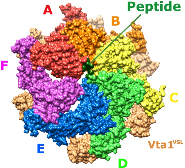 Figure 1—figure supplement 4.