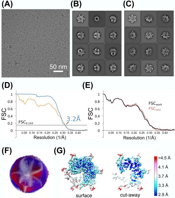 Figure 1—figure supplement 1.